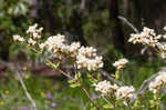 Dogtongue buckwheat